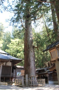 【地域の史跡8】　日枝神社の大杉 2020/06/01 08:00:00