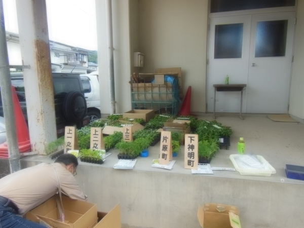 花苗到着