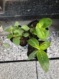 花の苗 2020/06/15 10:20:39