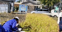 どんぐりっ子水田　秋の収穫！ 2022/09/30 14:11:38