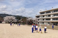 桜　満開！　春　爛漫！！