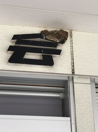 ツバメの家族　巣立ちました 2020/06/28 14:43:01