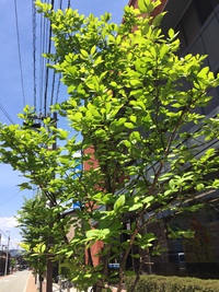まぶしすぎる.. 2015/05/07 13:13:05