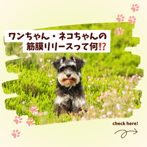 筋膜リリースって何ですか？