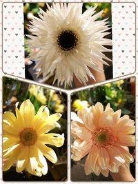 みんな大好きなお花