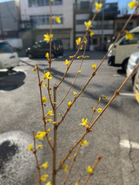 黄色い花 2020/02/12 10:00:00