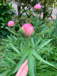 芍薬 2020/05/27 14:23:03