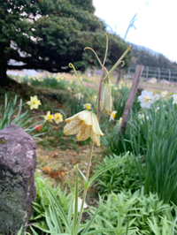 貝母ユリ 2020/04/30 16:19:12