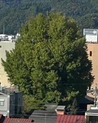 国分寺の大銀杏の紅葉はまだまだ 2022/10/30 16:54:25