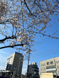 桜、咲き始めました 2023/04/02 12:13:21