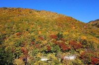紅葉のシーズンが楽しみ 2022/09/10 12:46:23