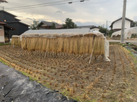 稲をはさ掛けして干してます 2022/09/19 14:09:40