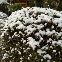 飛騨高山のスキー場情報 2022/12/15 15:38:07