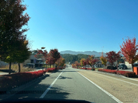 高山市内で紅葉狩り 2022/10/29 17:07:39