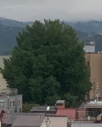 国分寺の大銀杏 2022/08/16 17:58:35