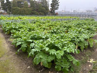 契約農家さんの畑の冬野菜 2022/11/18 15:46:55