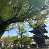 国分寺の大銀杏 2023/04/29 08:47:51
