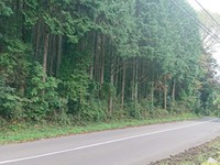 【山林】　御嵩町 2020/11/25 14:53:20