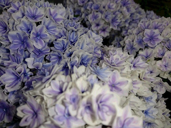 紫陽花
