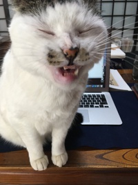 猫とさんぽ♪