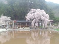 朝日の桜、満開❀