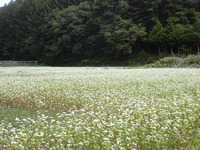 そば花鑑賞