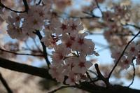 『さくら』　便り