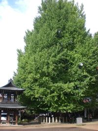 紅葉が･･･