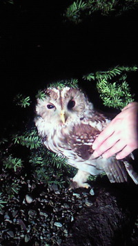 フクロウと遭遇！