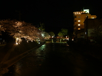 夜桜