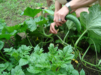 木楽暮菜園から