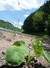 元気に成長中