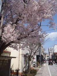 ◆桜◆
