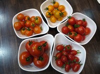 試食会
