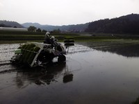 田植え２