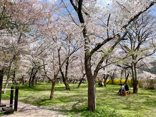 高山市　桜野公園　桜