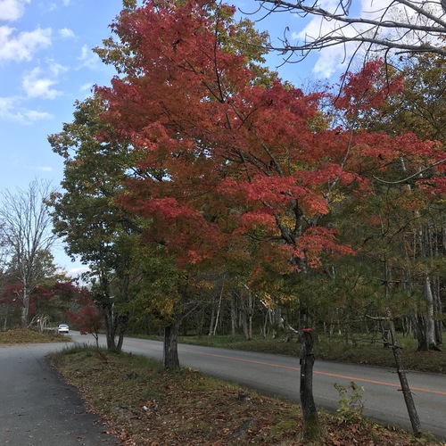 せせらぎ街道の紅葉