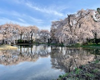 長野県・国宝「松本城」と国道158号沿い「安養寺のしだれ桜」