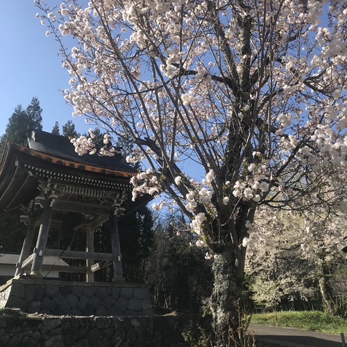 西光寺の桜