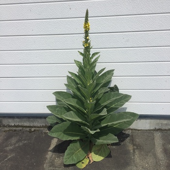 そして、花が咲く。