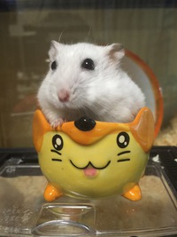 ペットの死を前に。。