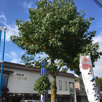 今年も落ち葉との戦い！