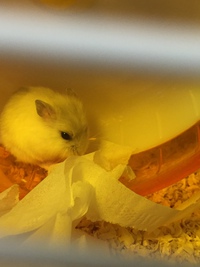 新入りハムスター♪