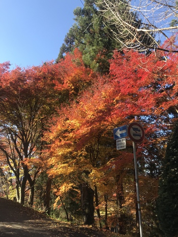 もみじの絨毯