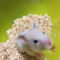 サブちゃんです♡