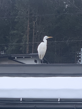 サギ！