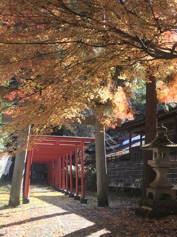 もみじの絨毯