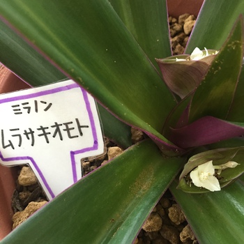 ムラサキオモトの花♪