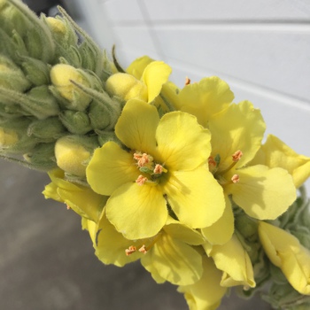 そして、花が咲く。
