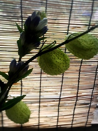これなんていう植物！？